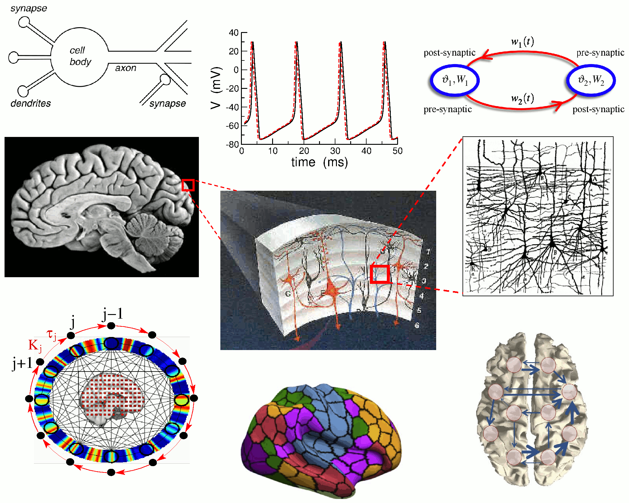 Illustrationen Neuron Aktionspotential Hirn Cortex