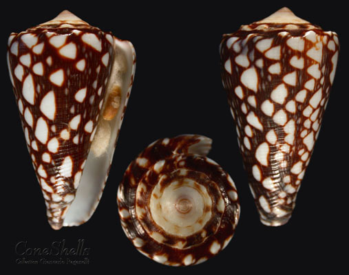 Conus marmoreus